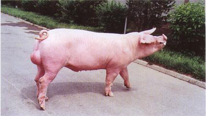 鸡蛋治猪病,常听不常见的奇招!