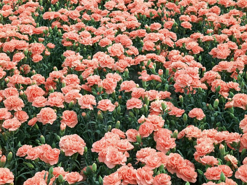 母亲节送什么花最好最合适呢,母亲节送什么花最好最实用