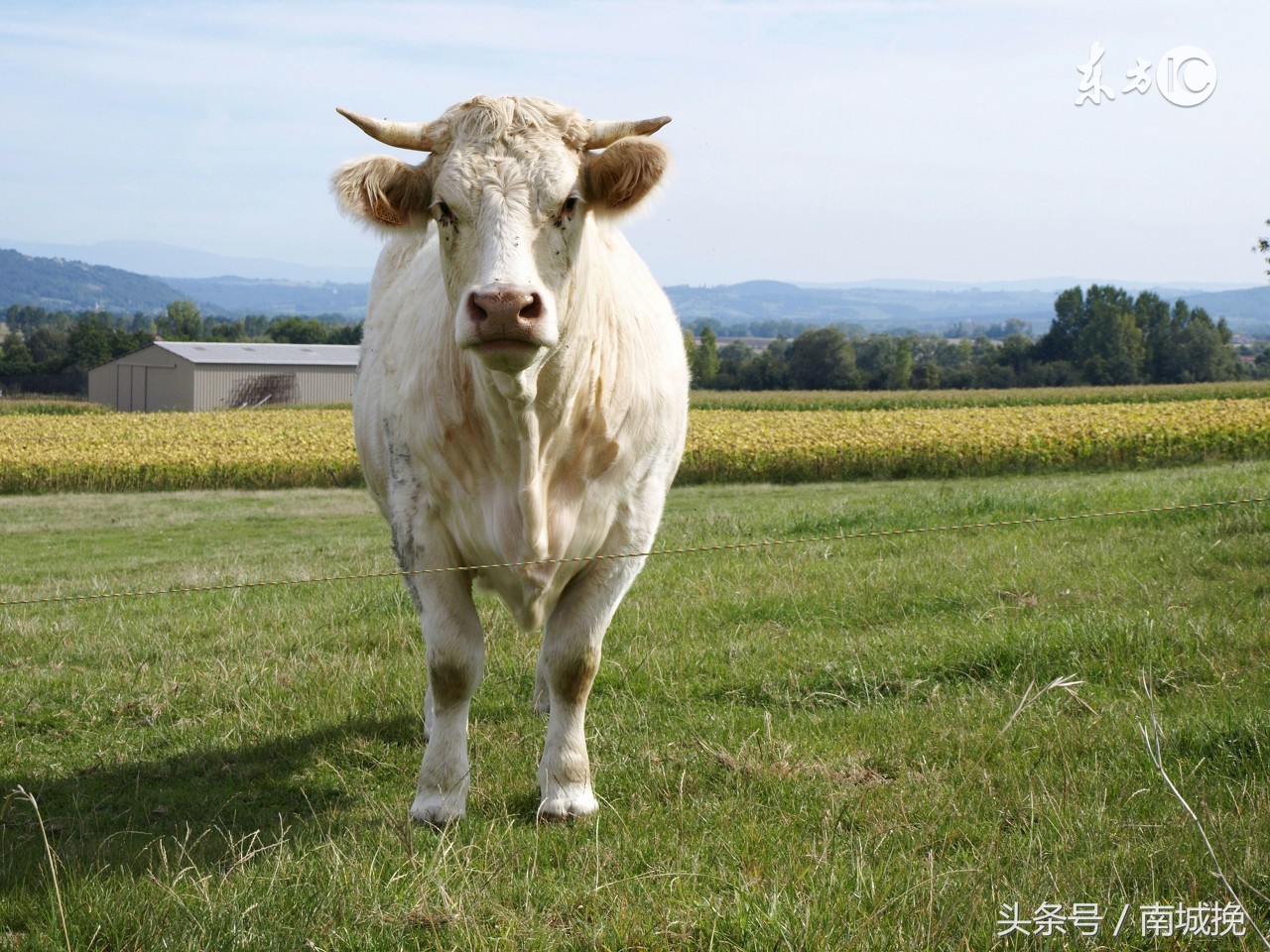 85年的生肖牛到哪个年龄段运气好,生肖牛85年今日运势图