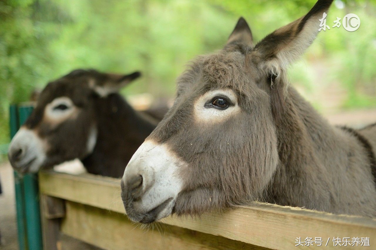 养驴技术大全视频,养驴技术大全阅读