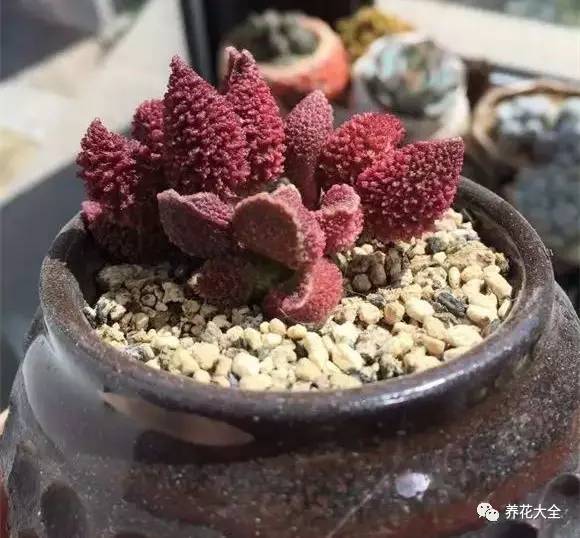 圆滚滚会出血斑的多肉 (十大超可爱的多肉)