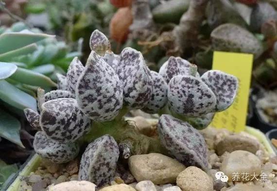 圆滚滚会出血斑的多肉 (十大超可爱的多肉)