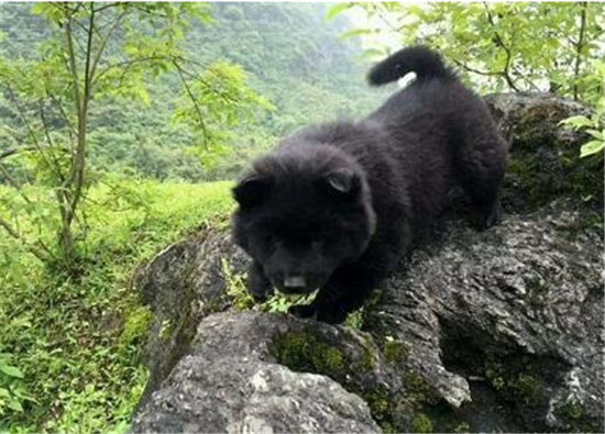 正宗土松狮犬出售,一千块的土松狮