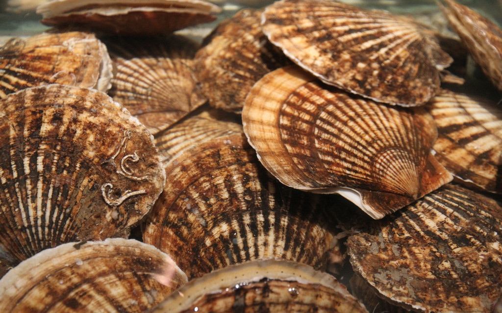 蒜蓉粉丝蒸扇贝不带壳第一美食,蒸箱蒸扇贝粉丝蒜蓉做法