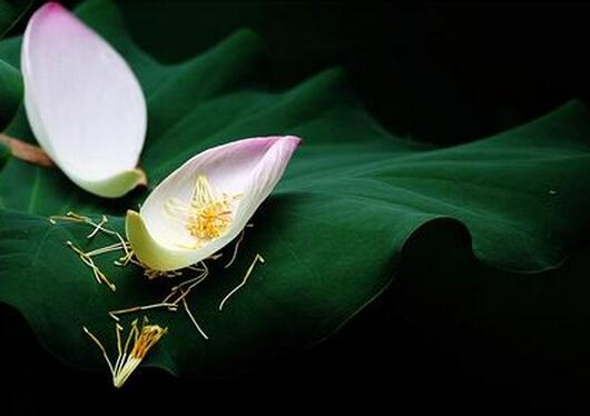 孕早期见红，一定就是要流产了吗？来看该怎么办？