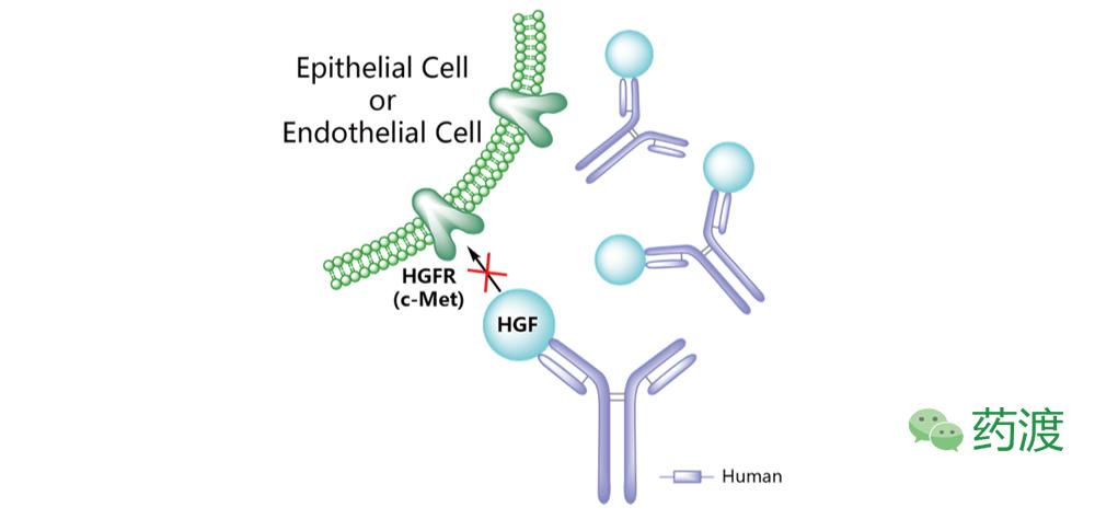 靶向抗肿瘤药物cdk,靶向抗肿瘤药物图片