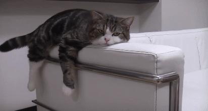 跟猫在一起最好的状态,和猫一起度过的日常生活