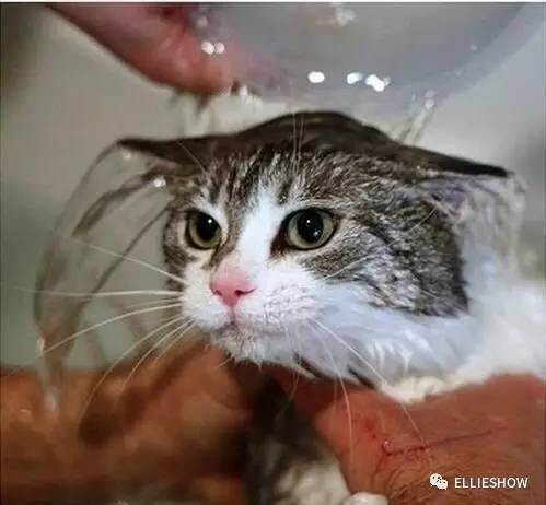 猫咪洗澡科普,暴躁猫咪洗澡
