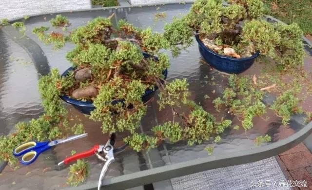 石榴盆景整形修剪时间,赤楠盆景整形修剪方法图解