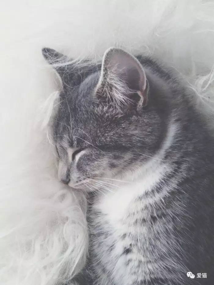 “猫是有灵性的”这句话,你相信吗?