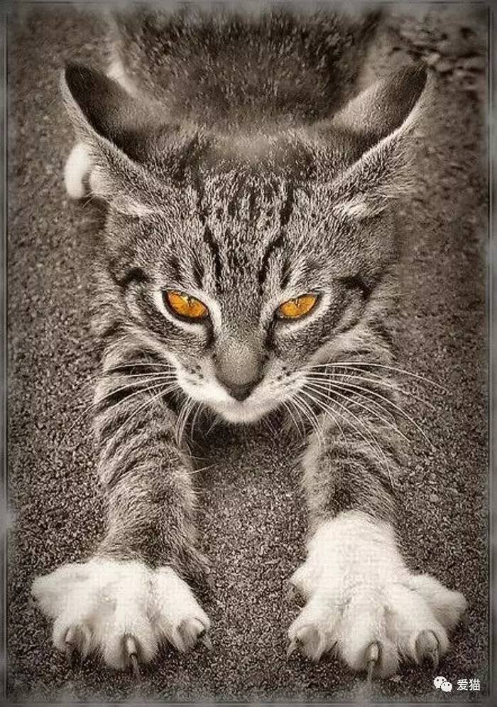 “猫是有灵性的”这句话,你相信吗?