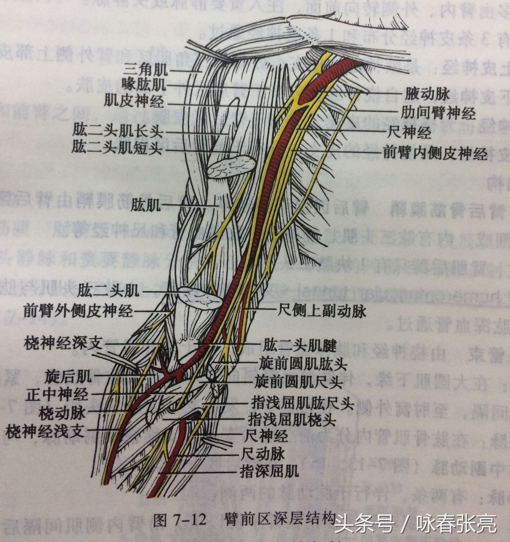 谁说咏春打不过泰拳,谁说传统武术不行你戳我眼睛试试