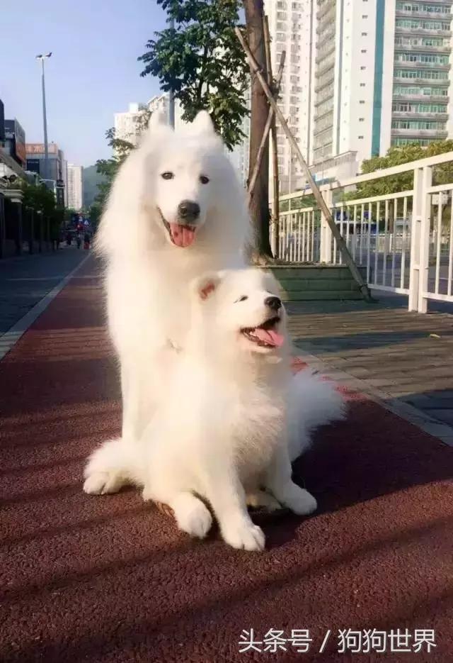 孕妇几个月就可以养宠物狗狗了,孕期如何健康的养狗