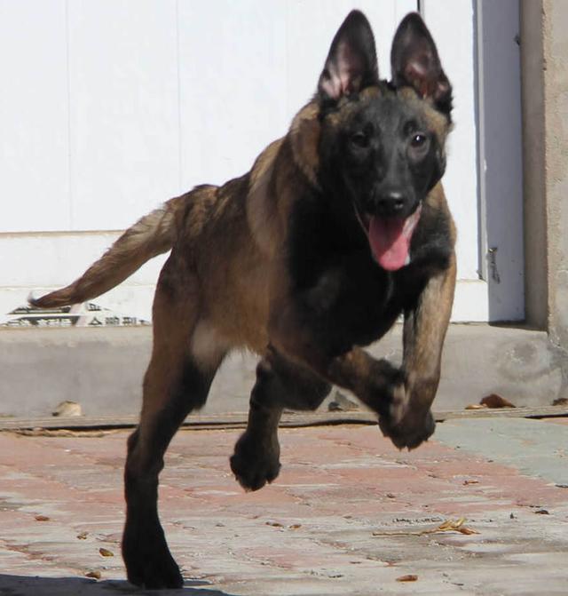 什么样的马犬才是军犬,大耳朵马犬和小耳朵马犬啥血统