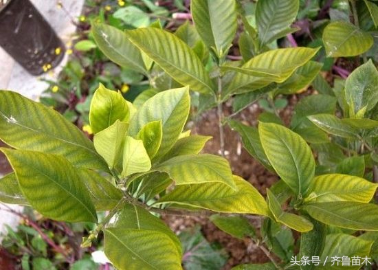 果树缺铁叶子发黄怎么补救,瓜果黄叶死叶怎么办