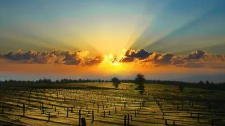 吃了没效果?三七的功效都是吹出来的吗?