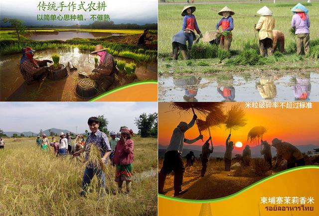 柬埔寨茉莉香米,柬埔寨香米价格5kg真空包装多少钱