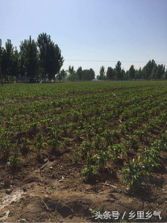 农村种植致富都有哪些好项目,农村种植致富的20个项目排行榜