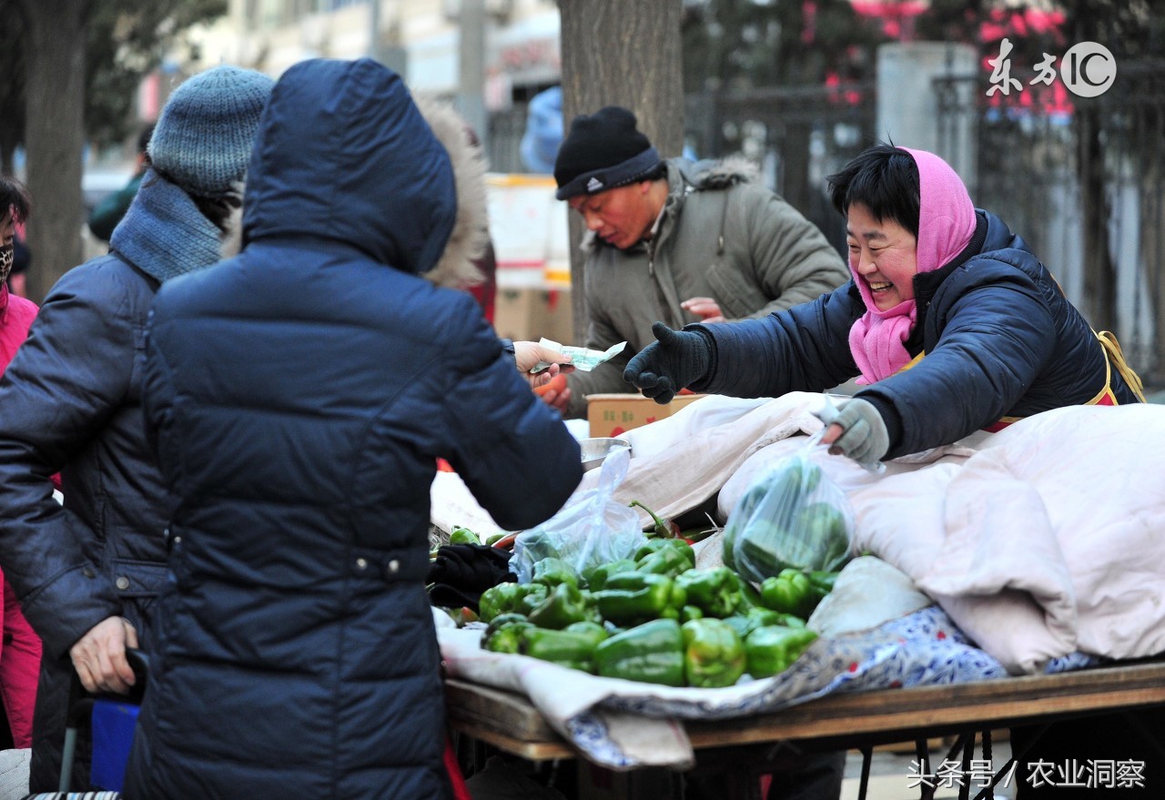 大面积种植辣椒能赚钱吗,种植辣椒一年挣多少钱