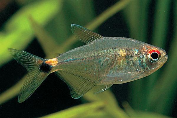 灯鱼适合的造景,灯鱼最简单的造景