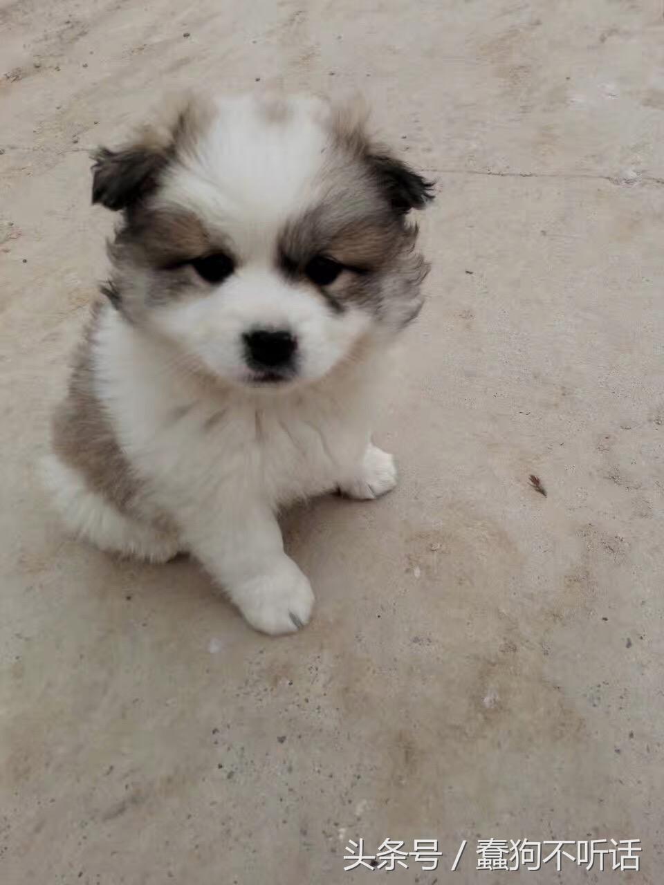 流浪狗自述真实故事,养一只流浪狗的自述