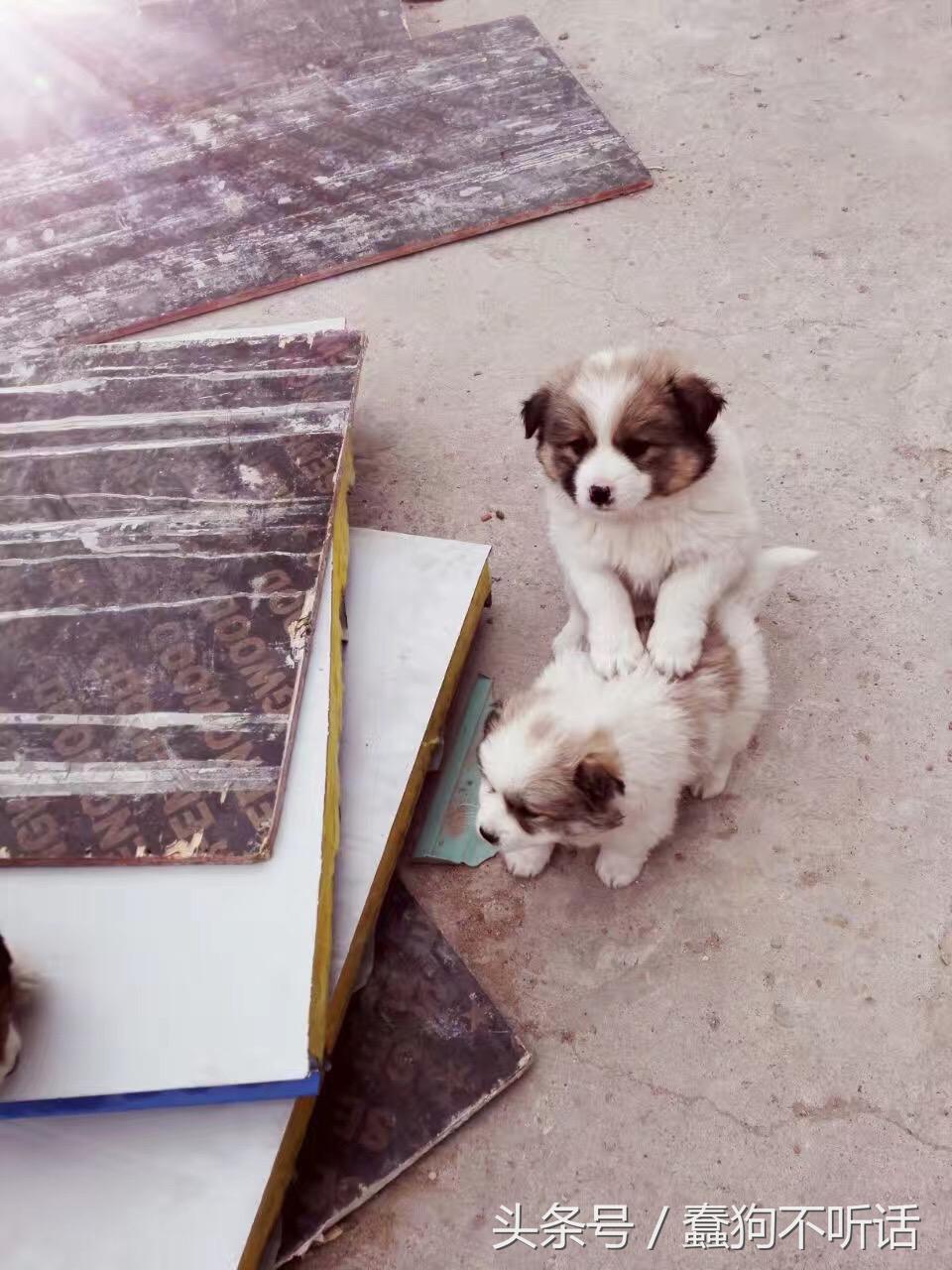 流浪狗自述真实故事,养一只流浪狗的自述