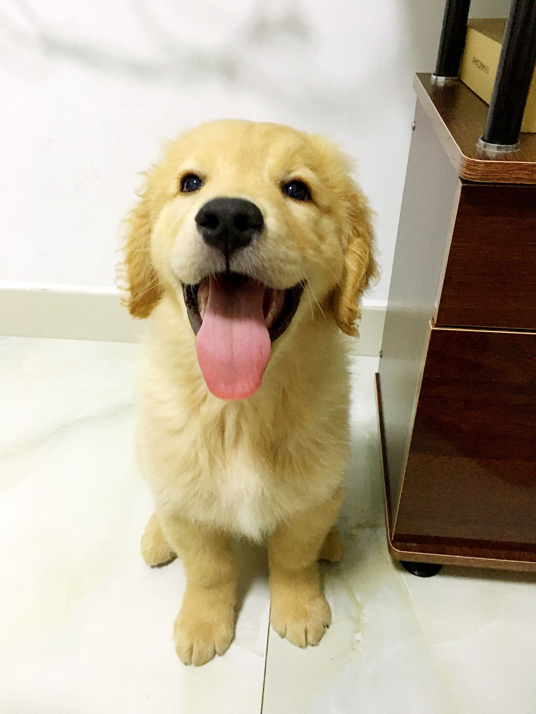 九个小妙招挑选金毛,金毛训练教程18个技巧