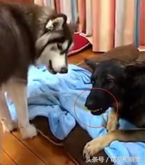 阿拉斯加犬非要给狼狗唱歌,狼狗一龇牙阿拉瞬间就老实了