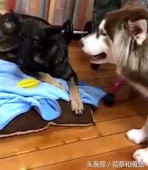 阿拉斯加犬非要给狼狗唱歌,狼狗一龇牙阿拉瞬间就老实了