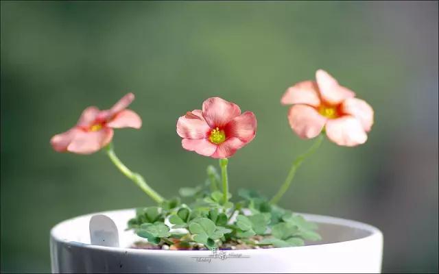 甲醛危害及其治理引言,甲醛行业大揭秘