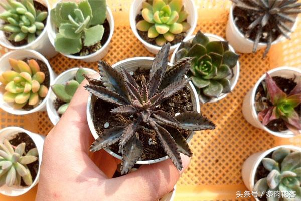 如何防止多肉被鸟咬,养多肉怎么防鸟