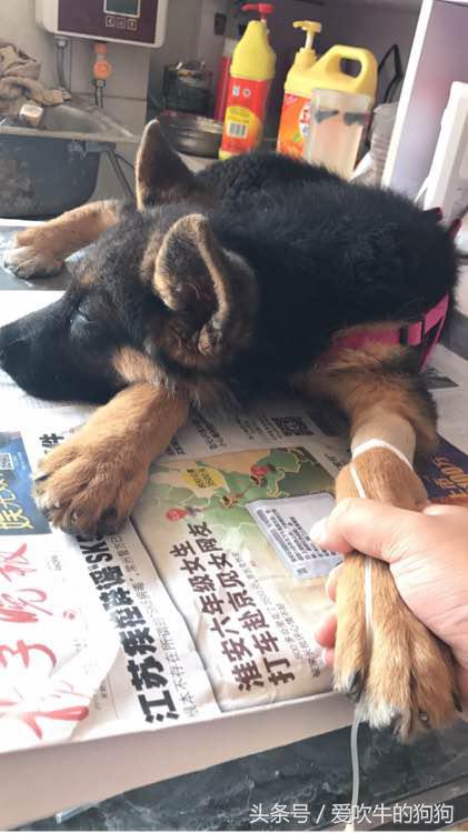 细小治愈过程,治疗细小的过程为什么那么痛苦