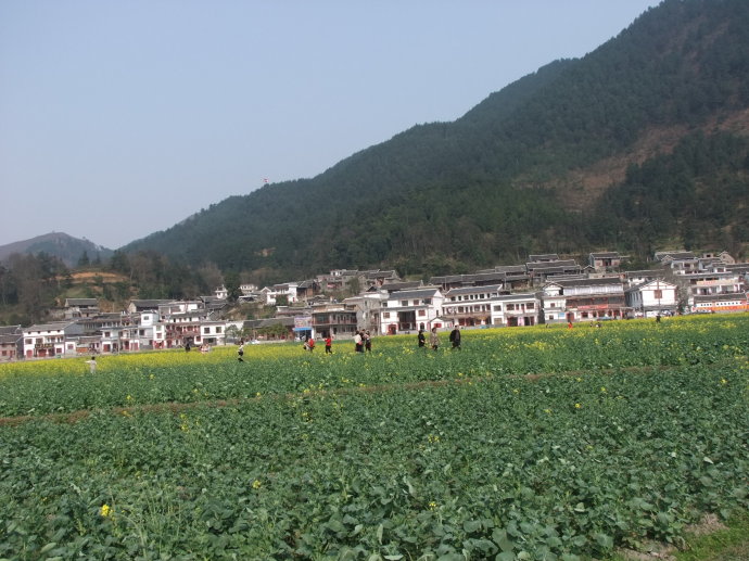 树脂瓦新农村改造项目,树脂瓦的市场前景