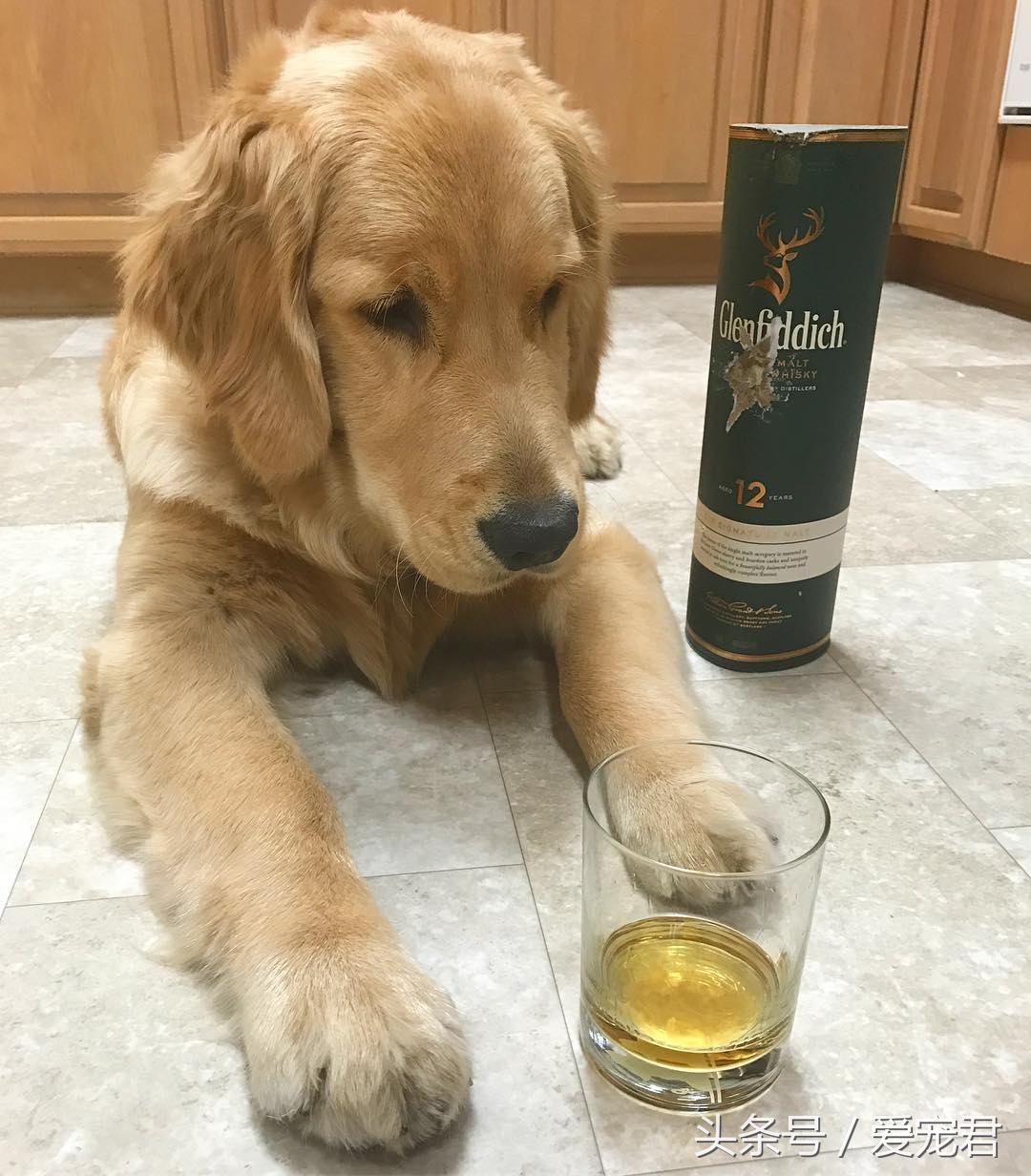 6个月的狗狗吃完奶吐奶怎么回事,半个月狗狗吐奶不爱吃奶怎么办