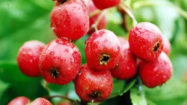 山楂饮品有哪些,山楂饮品冷门