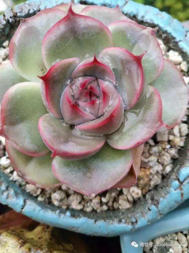 老桩多肉爱生根吗,多肉老法师老桩名品