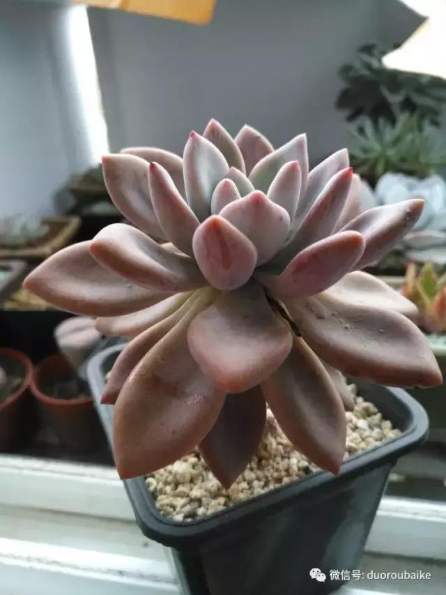 老桩多肉爱生根吗,多肉老法师老桩名品