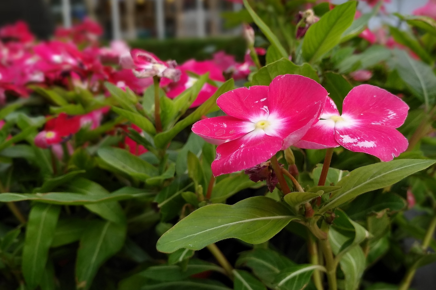 锤子坚果pro2s测评照片,锤子坚果pro2拍照效果