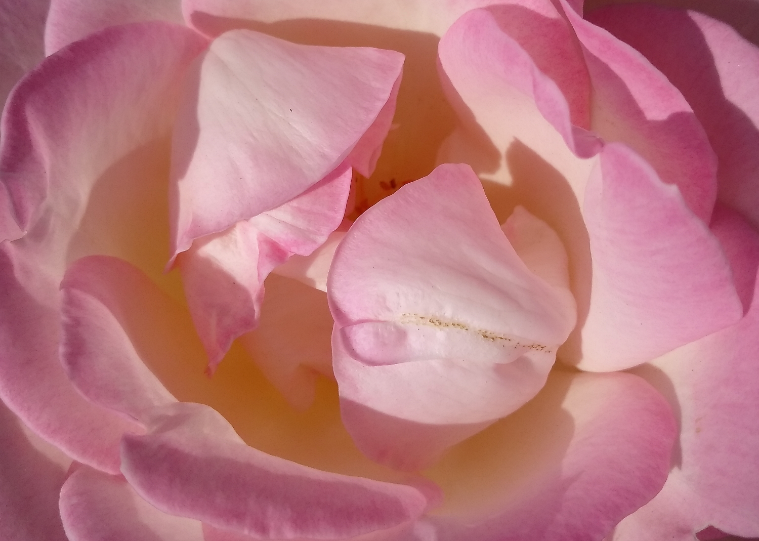 锤子坚果pro2s测评照片,锤子坚果pro2拍照效果