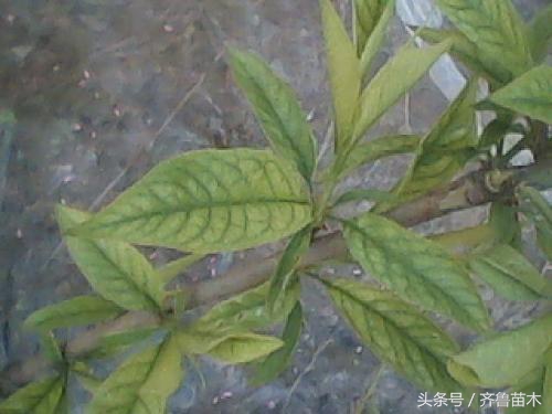 桃树叶片发黄症状及防治措施,对症下药才是关键!