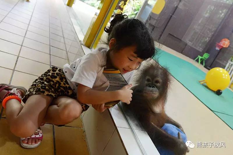 广州长隆野生动物园游玩攻略,广州长隆野生动物园攻略自由行
