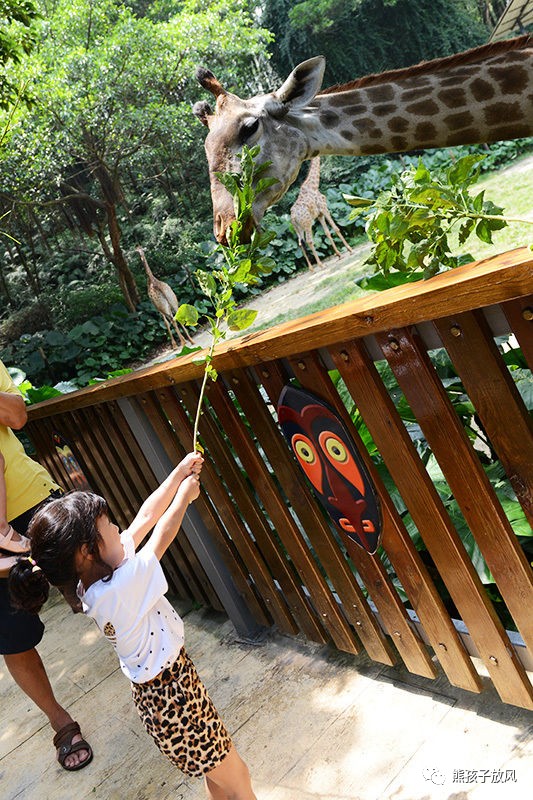 广州长隆野生动物园游玩攻略,广州长隆野生动物园攻略自由行