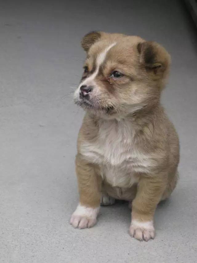 5000多买的狗发现是假的,在网上买的狗到底是什么狗