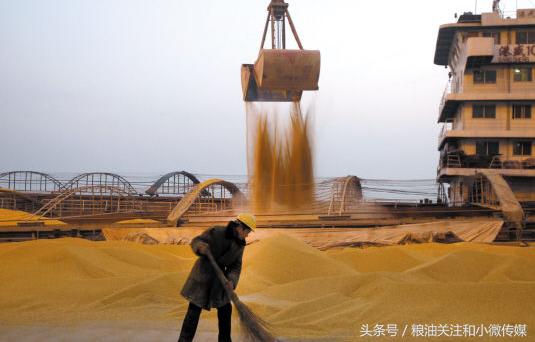 进口美国大豆国内大豆会掉价么,中国最近又进口转基因大豆的新闻