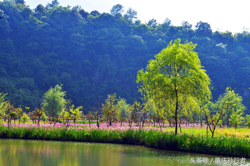 綦江花坝：以花为媒村民吃上旅游饭