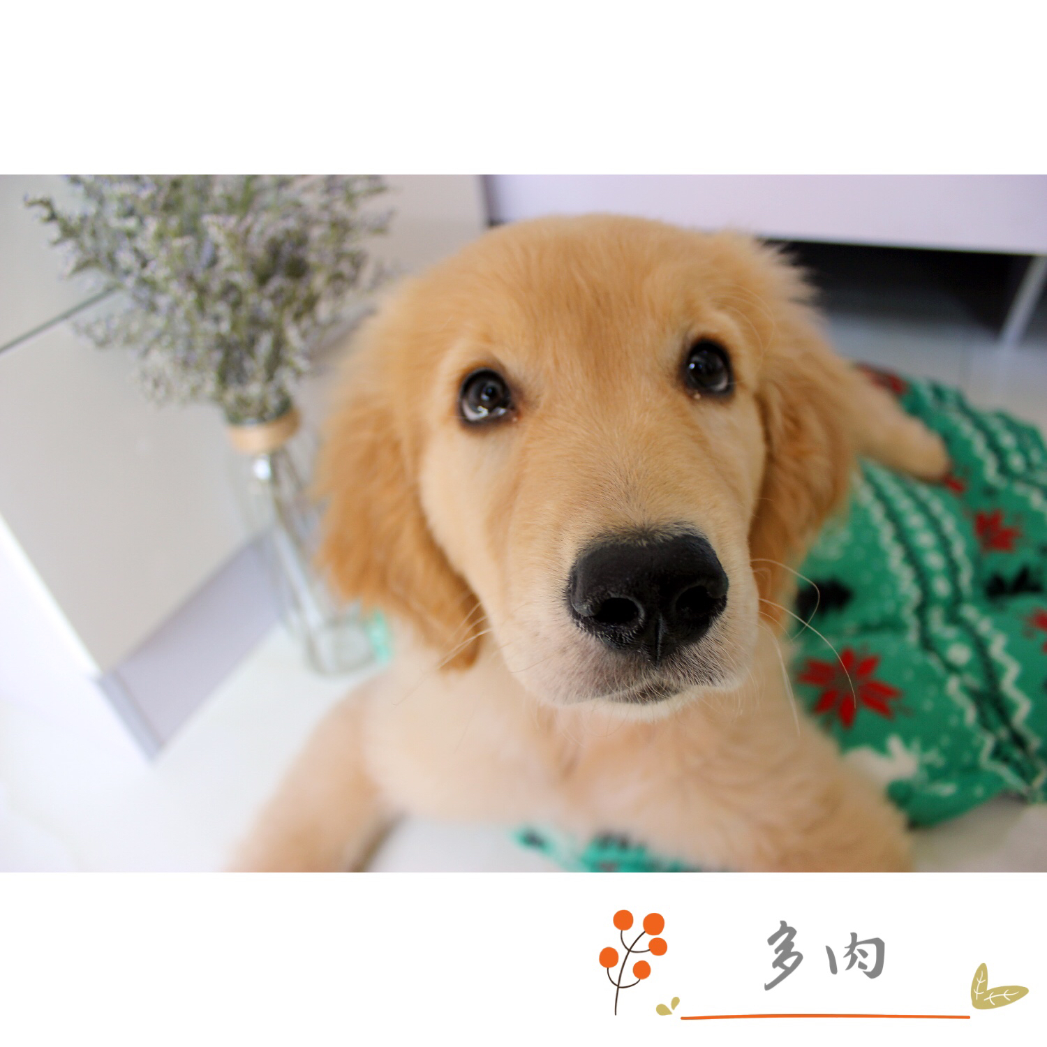 九个小妙招挑选金毛,金毛训练教程18个技巧