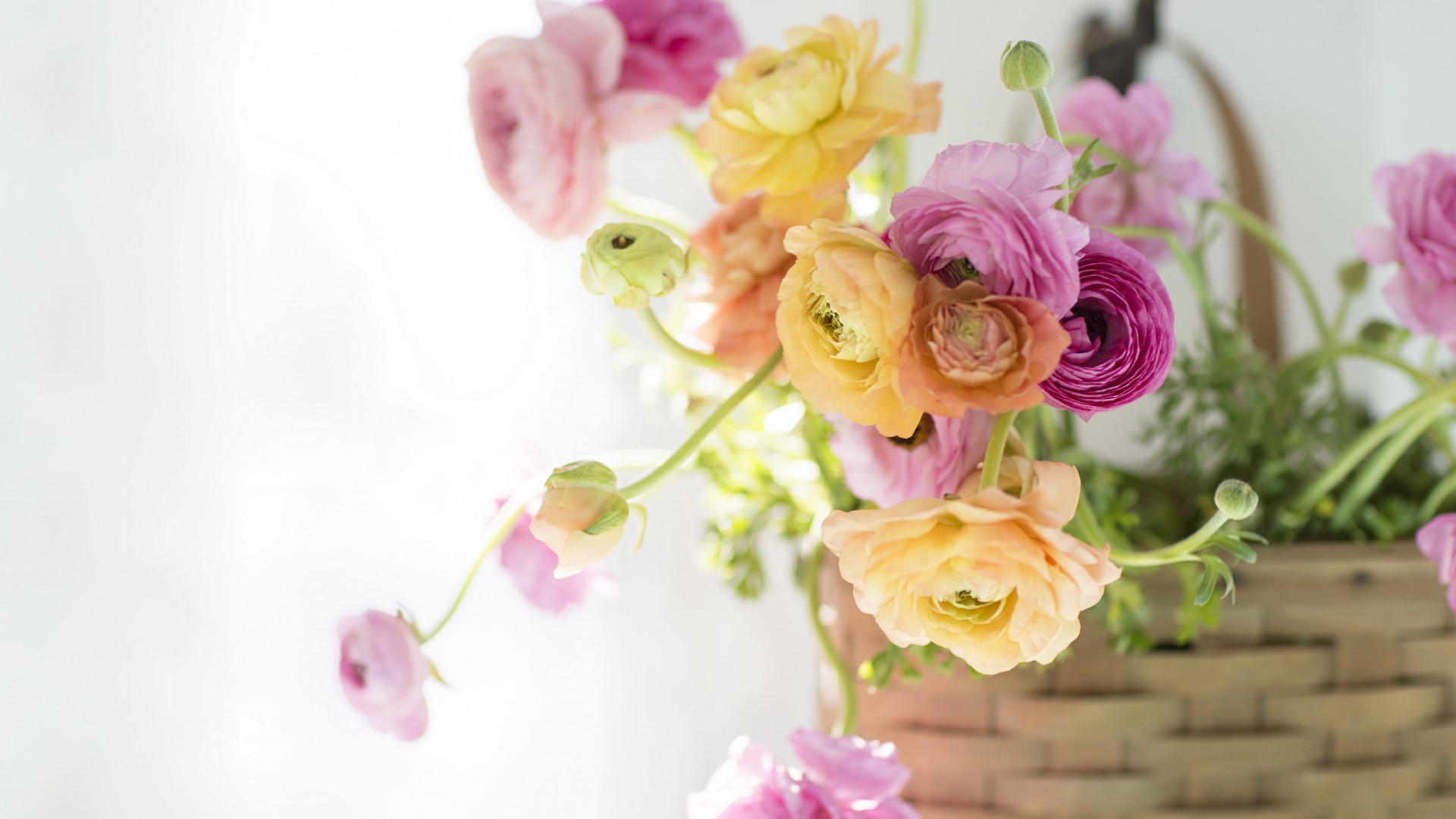 生日花语有哪些,你的生日代表的花语