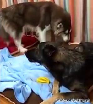 阿拉斯加犬非要给狼狗唱歌,狼狗一龇牙阿拉瞬间就老实了