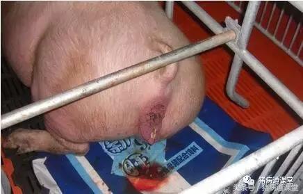 为什么有些母猪生那么久,母猪产程过长难产的原因