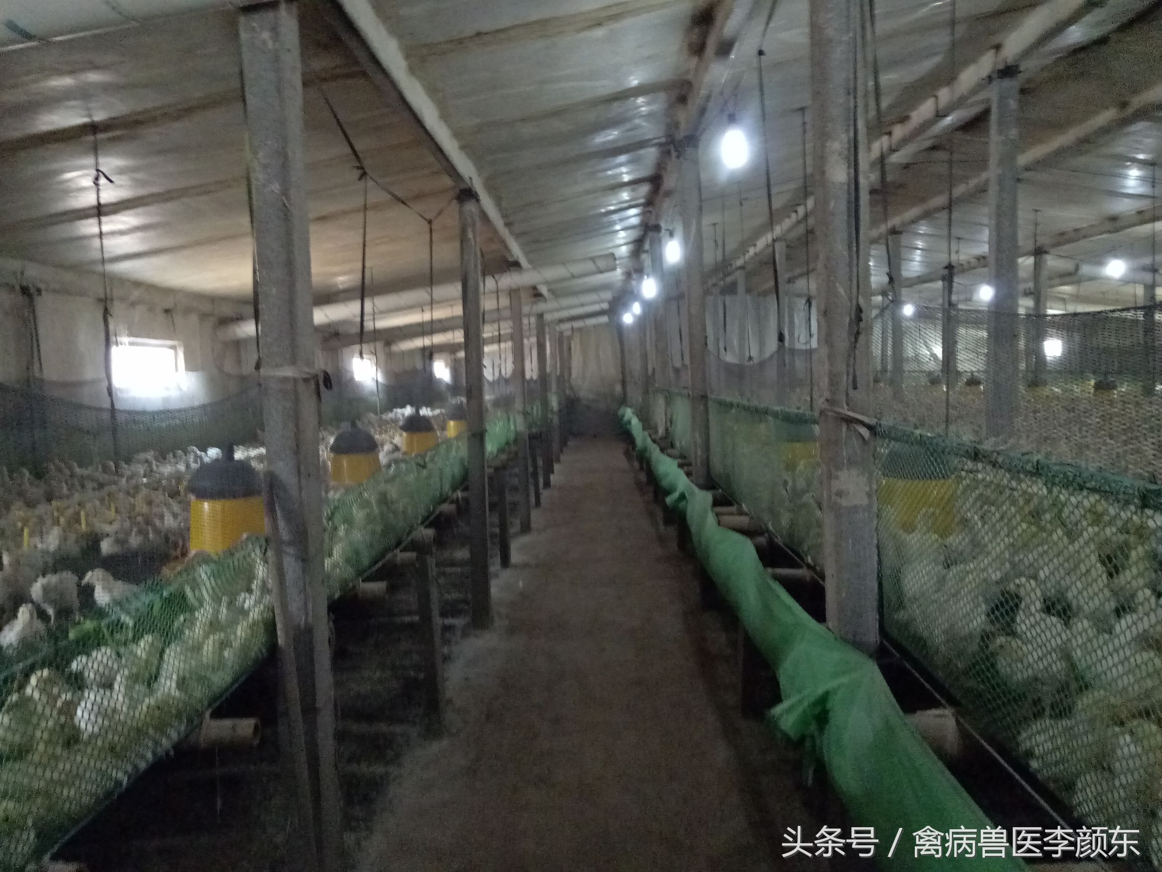 鸡病篇—细菌病大杆、腹膜炎、眼型的大肠杆菌治疗方案